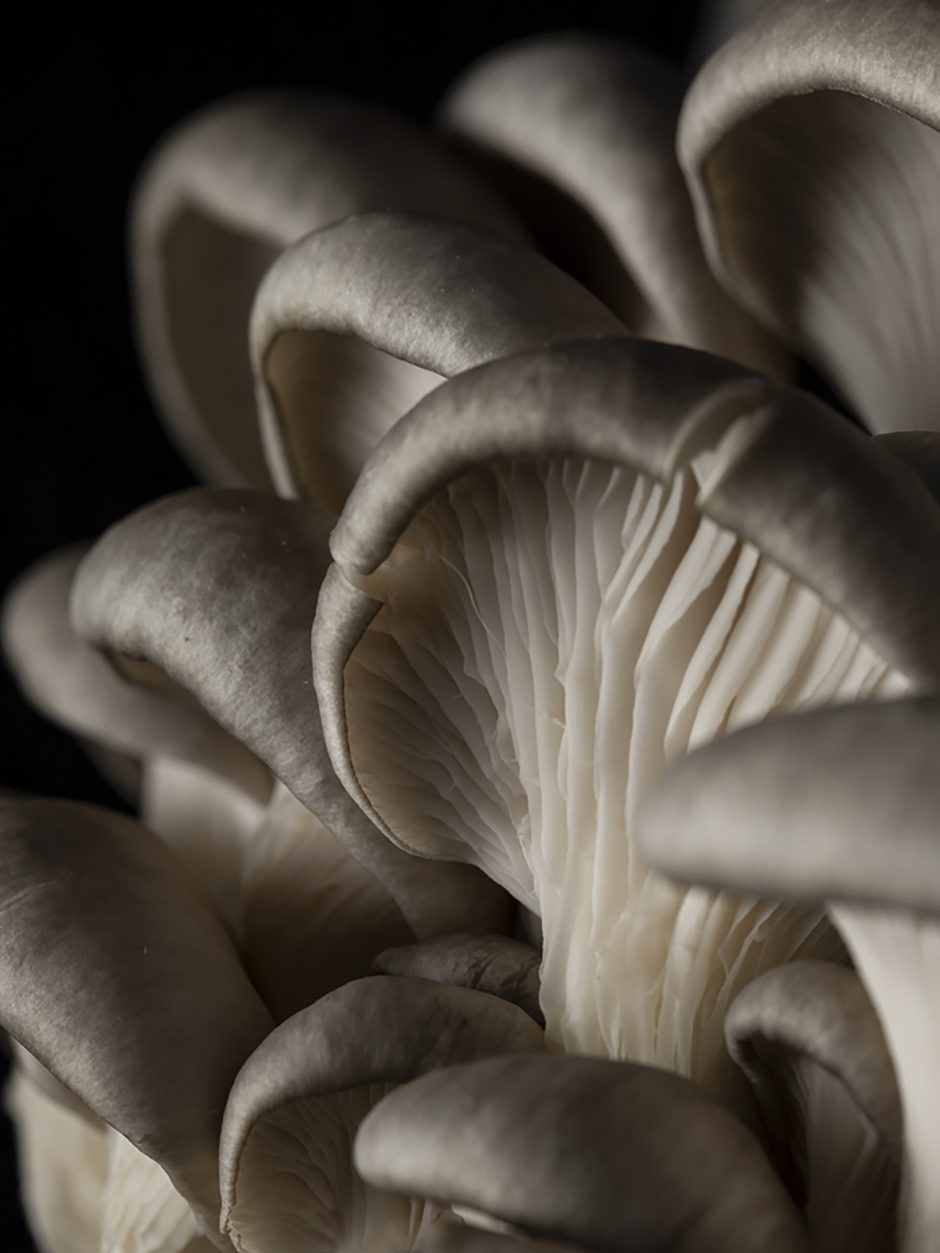 White mushrooms