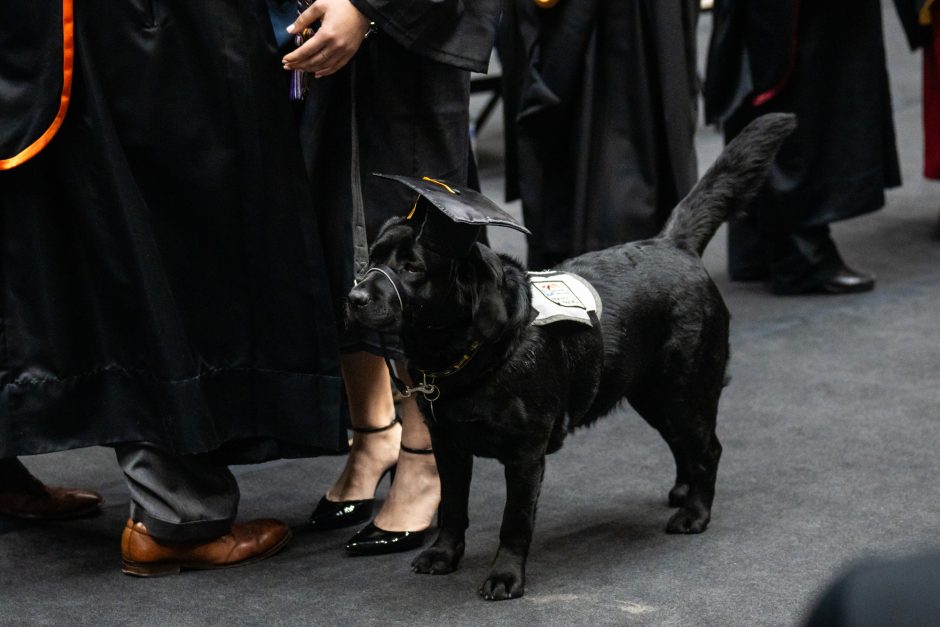 Dog wearing a mortar board