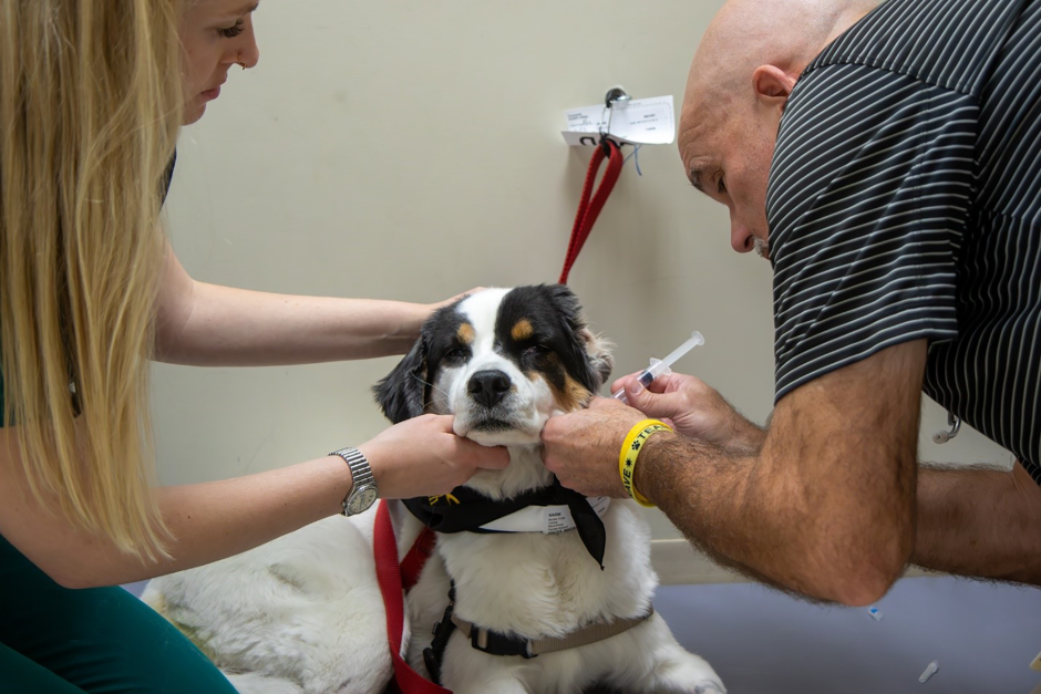 Sadie receiving a new cancer treatment.