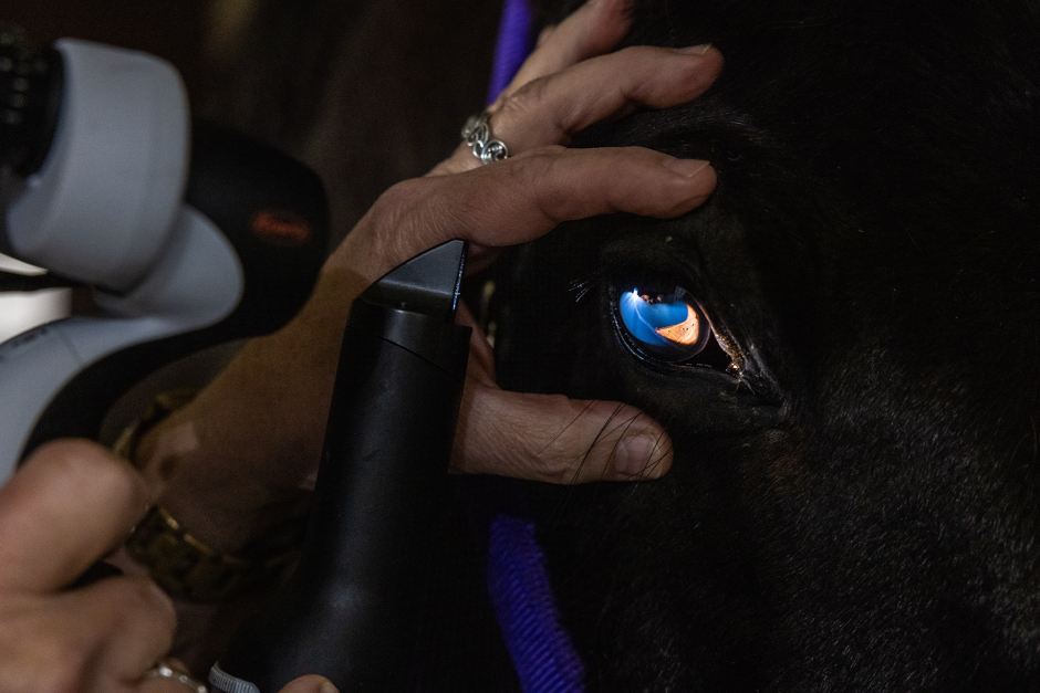 Giuliano examining a horse's eye.