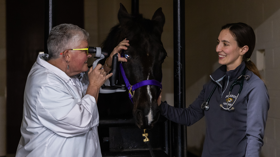 Veterinarians at Mizzou examine a horse's eye.