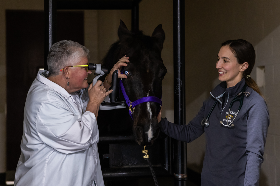 Veterinarians at Mizzou examine a horse's eye.