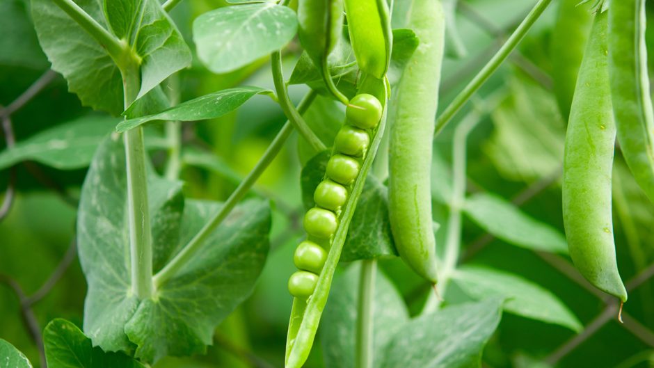 Peas growing in a garden