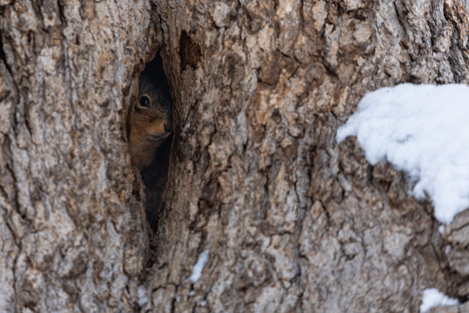 A squirrel's face is seen in a crevice of a tree trunk, hiding from the cold weather. Snow blankets a thick branch to the right.