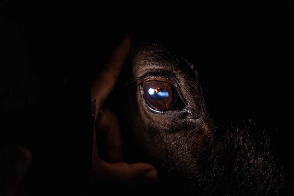 Close-up of light in horse's eye