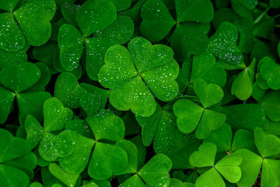 Four-leaf clover in a clover patch