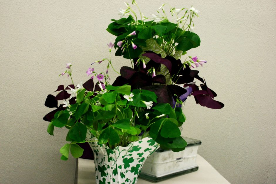 Plants in a pot decorated with shamrocks