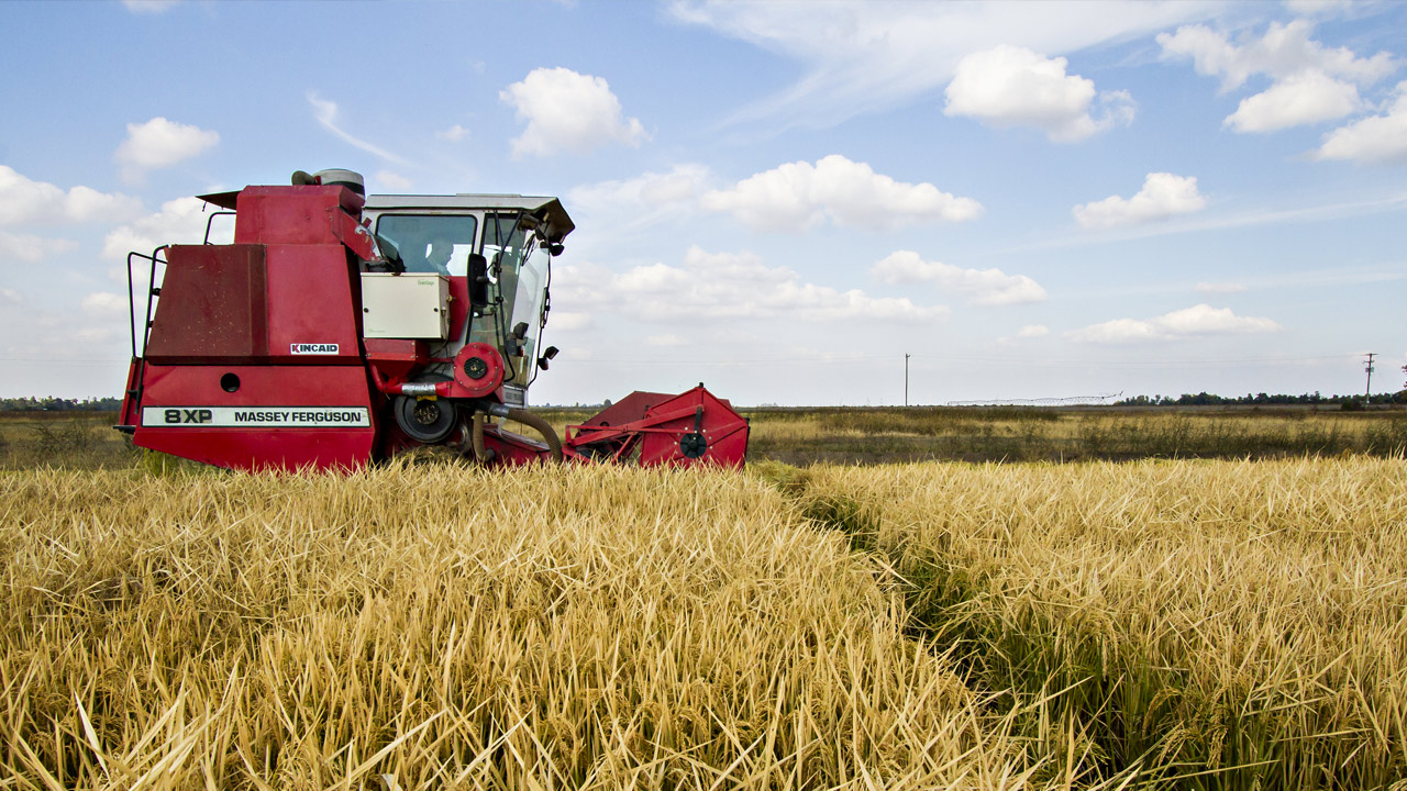 Rice Country, USA