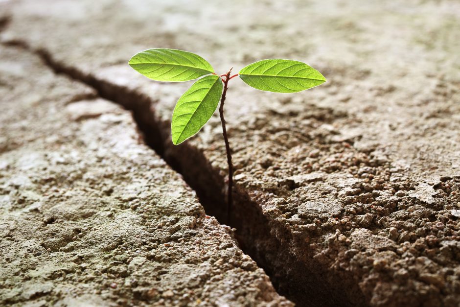 small plant growing in a crack in the soil