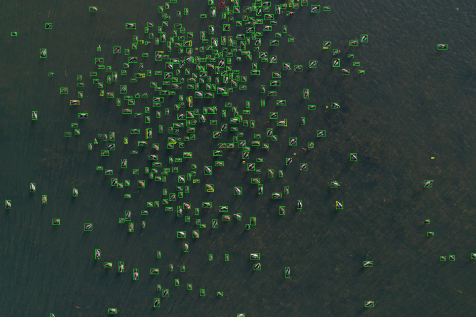 An image of birds over water with true AI predictions represented by green boxes around each bird