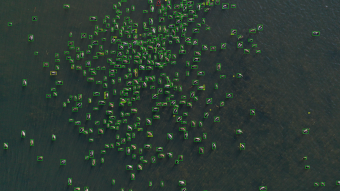 An image of birds over water with true AI predictions represented by green boxes around each bird