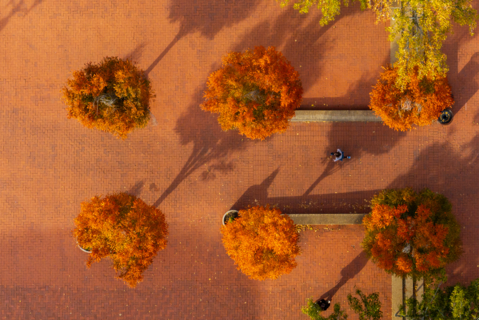 Aerial view of red trees