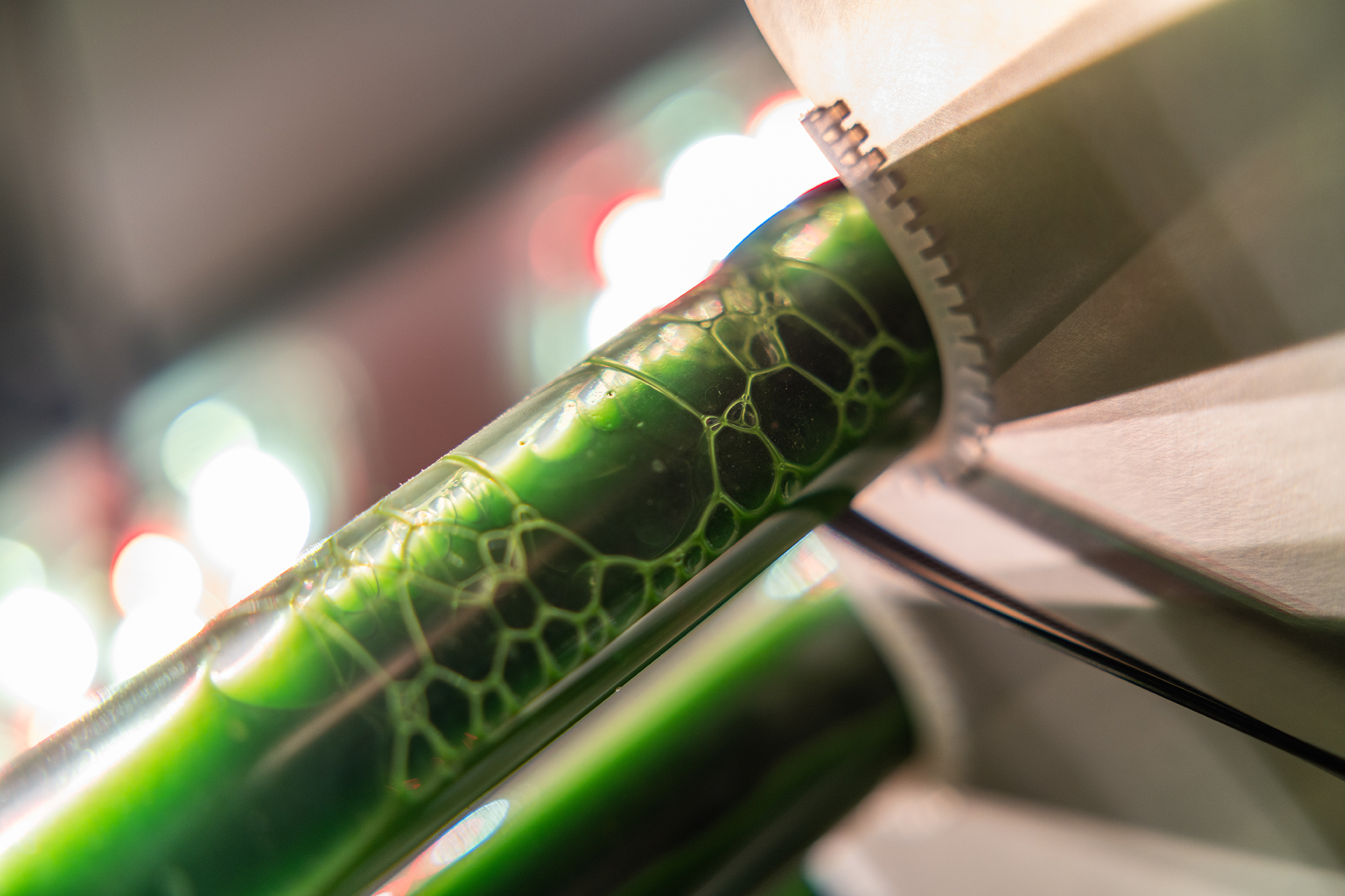 Algae in a lab at Mizzou.