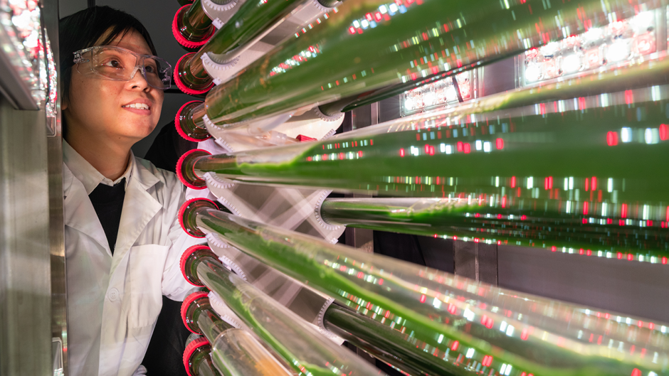 Susie Dai looking at algae in her lab.