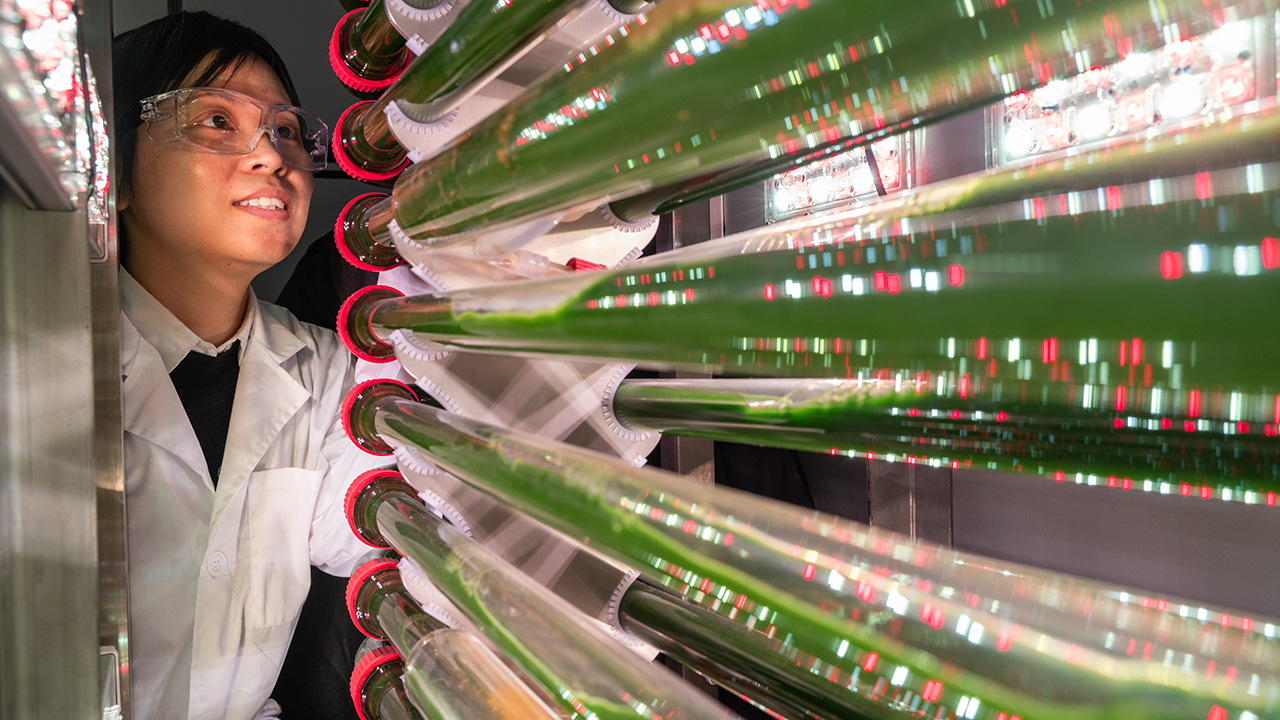 Susie Dai looking at algae in her lab.