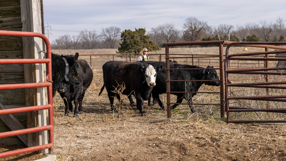 Cattle on a Mizzou research farm.