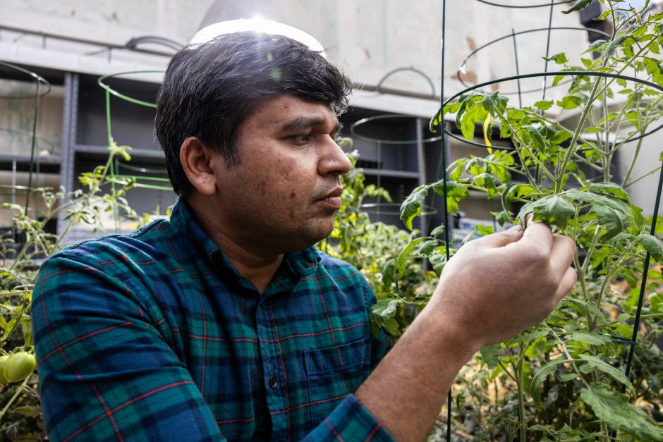 Researcher examining the leaves of a tomato plant
