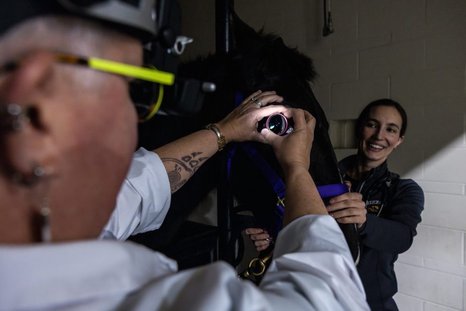Veterinarians examine a horse's eye
