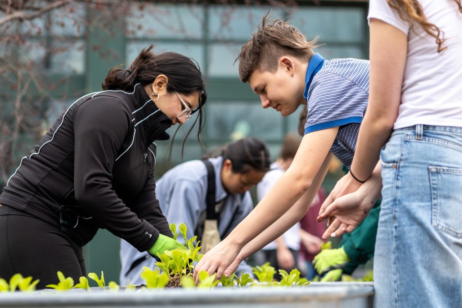 Students working in a garden together