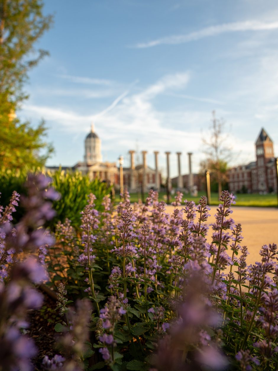 Flowers with the Columns and Jesse Hall in the background