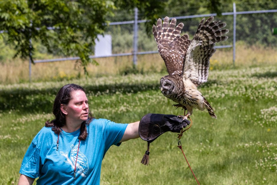 An owl landing on a person's outstretched arm