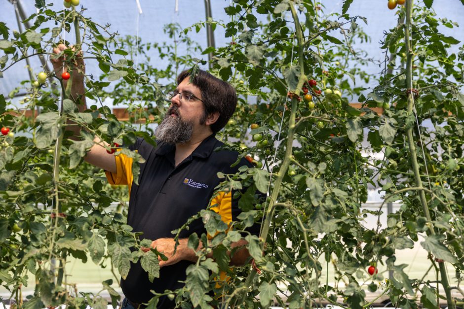 Person standing among tall tomato plants