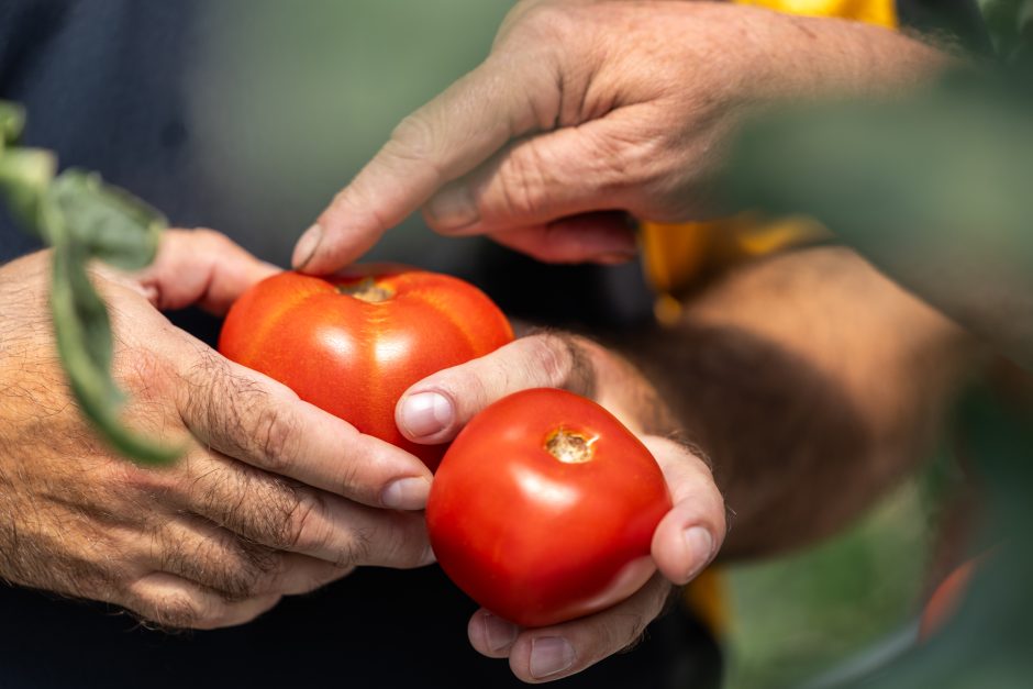 Hands holding tomatoes