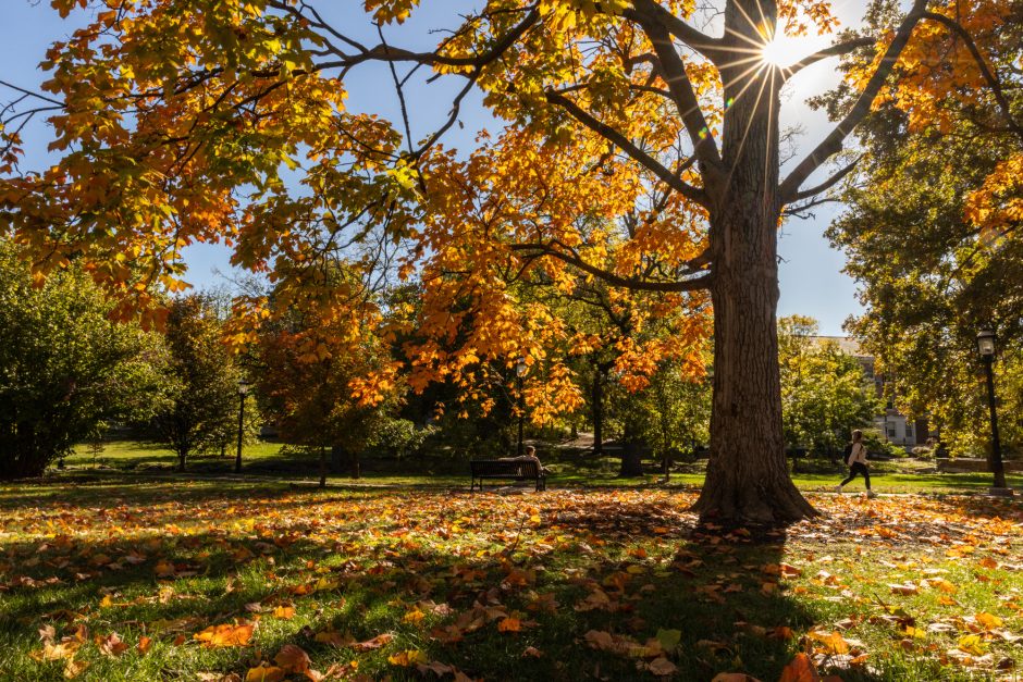 Sunlight through trees with autumn leaves