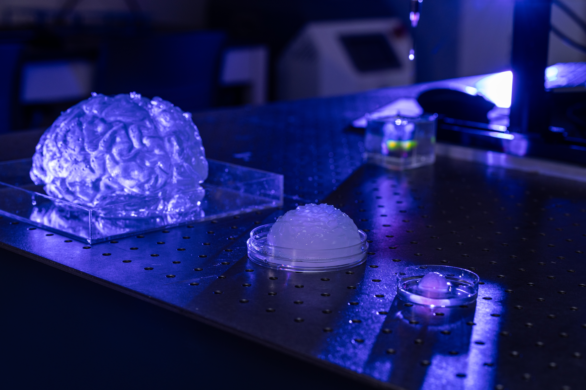 20251205_NIT_ENG-3D-Brain-019-Show Me Mizzou - Hero Image-2000x1333 Three different sizes of artificial 3D brains