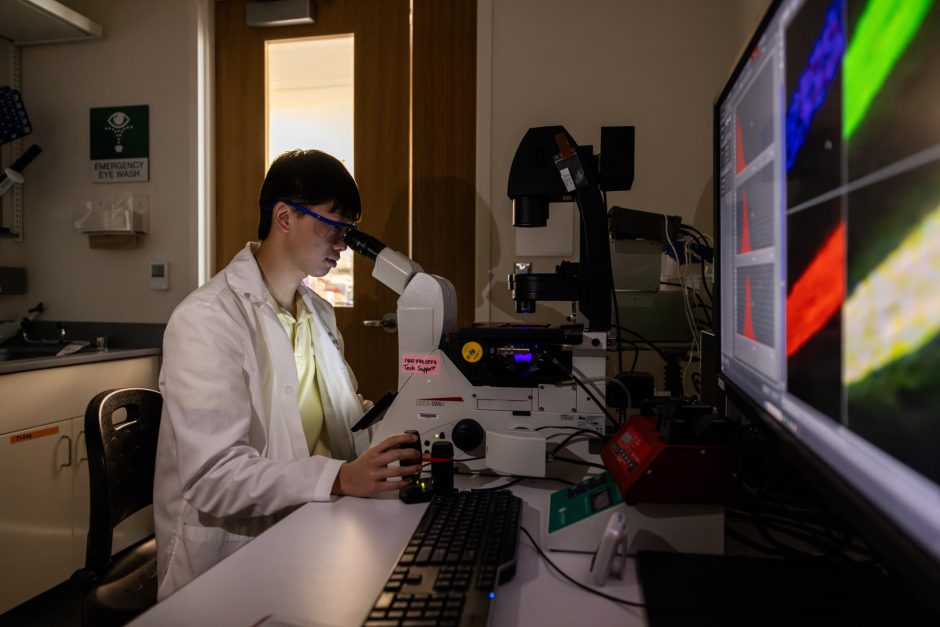 Student looking into a microscope