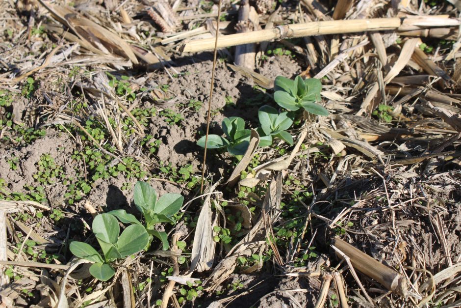 Cover crop seedlings