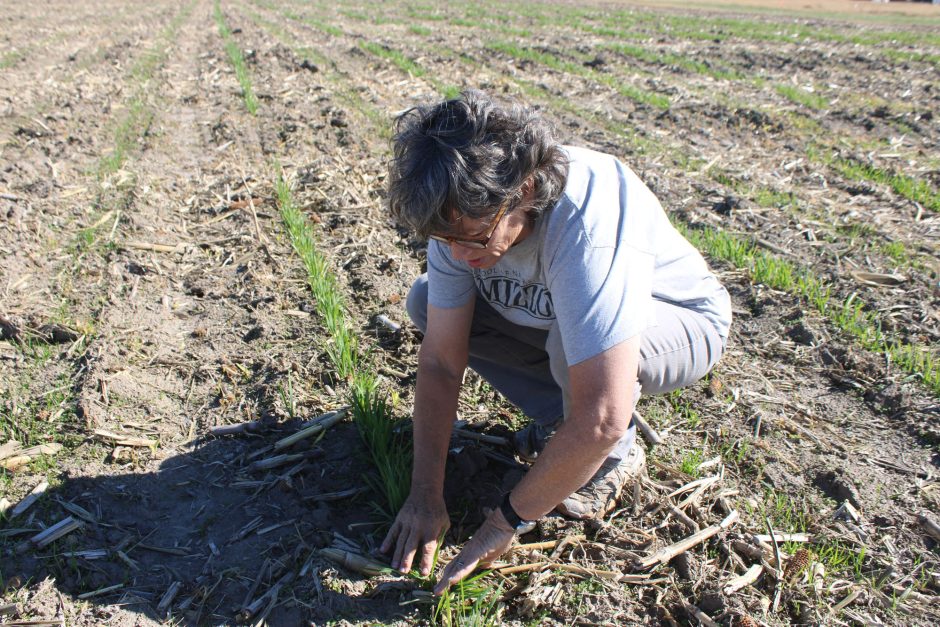 Person examining crops in field