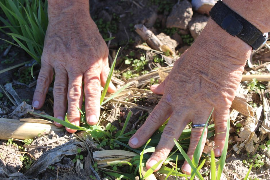 Hands examine cover crops