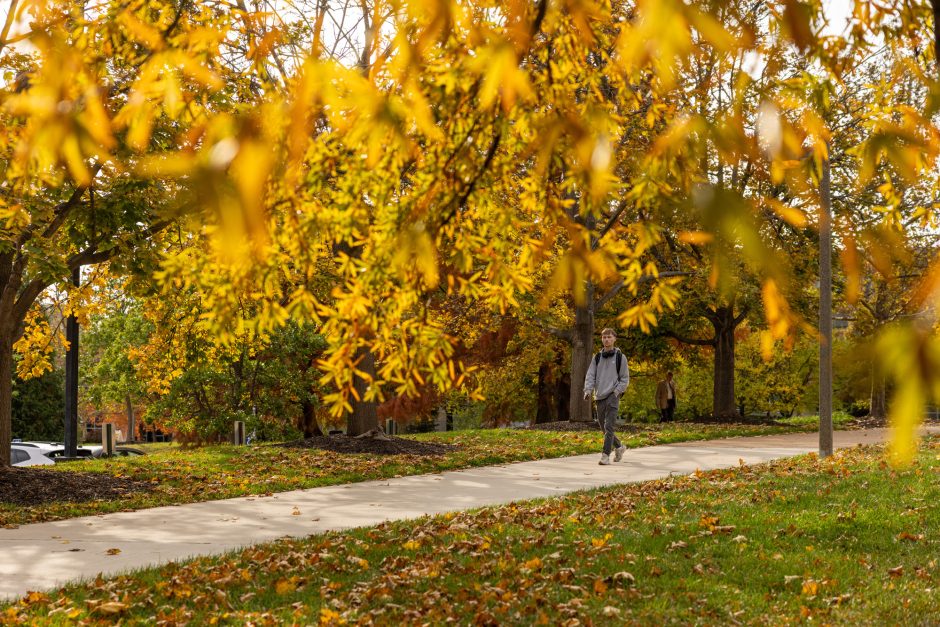 Gold tree leaves hang over campus sidewalk