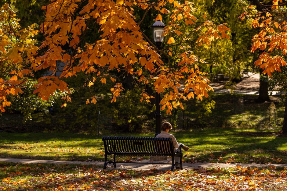 A student sits on a bench under a red tree