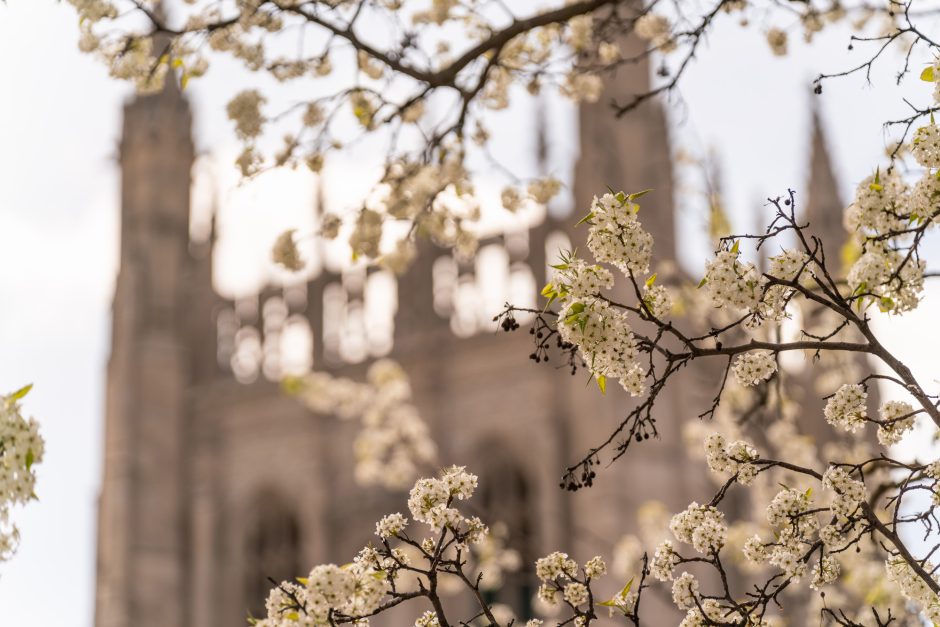 White buds frame Memorial Union