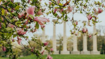 The Columns and spring flowers