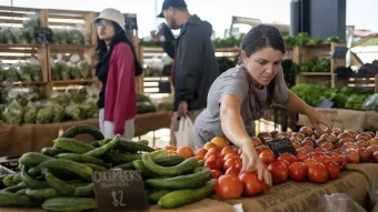 Woman arranges tomatoes for farmers market display.