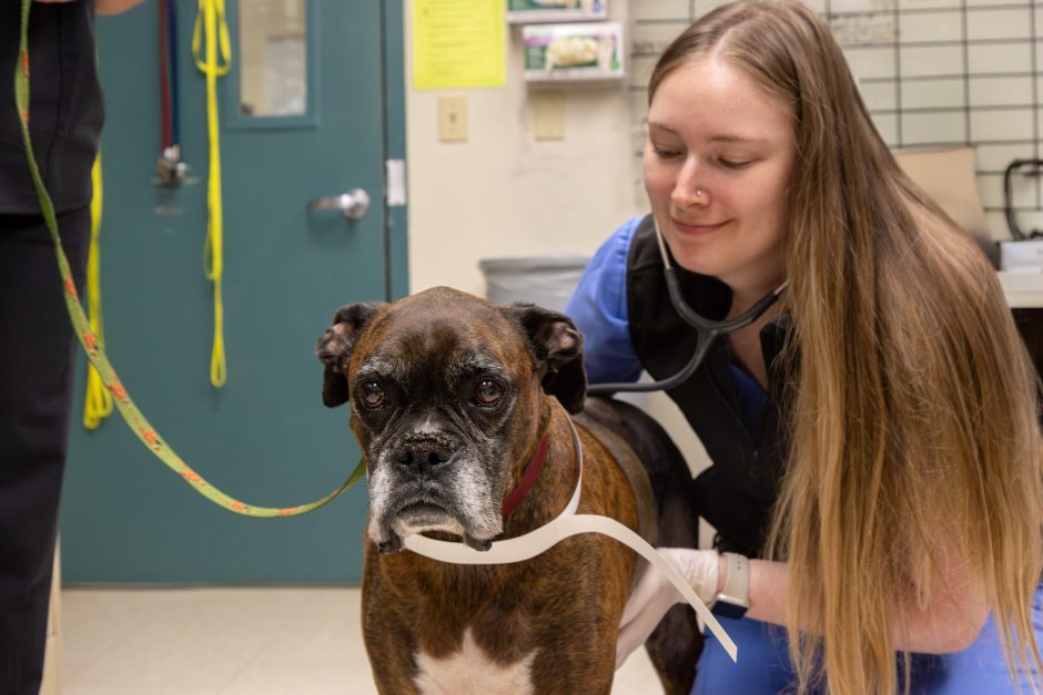Veterinarian with Cooper