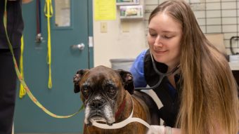 Veterinarian with Cooper