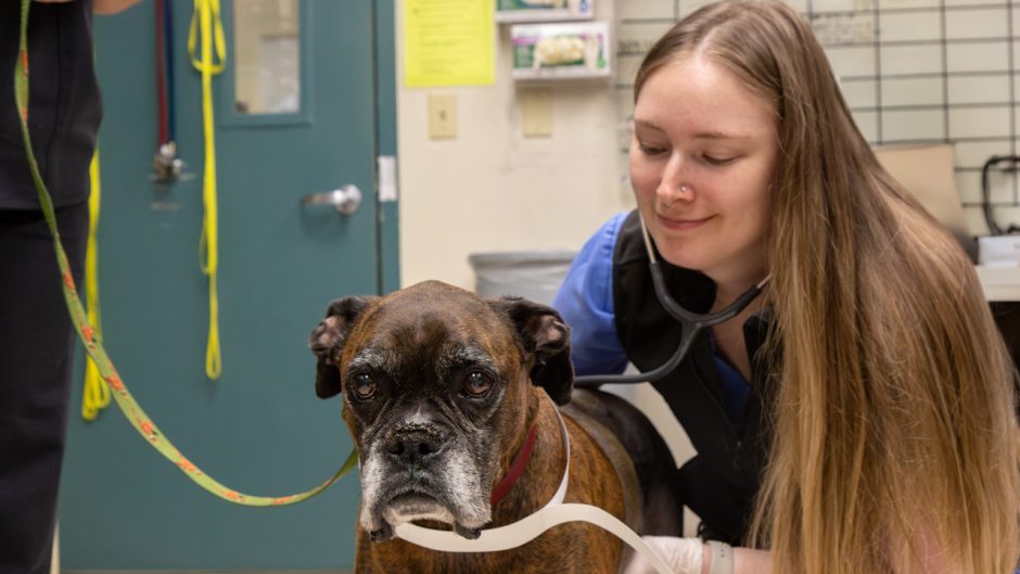 Veterinarian with Cooper