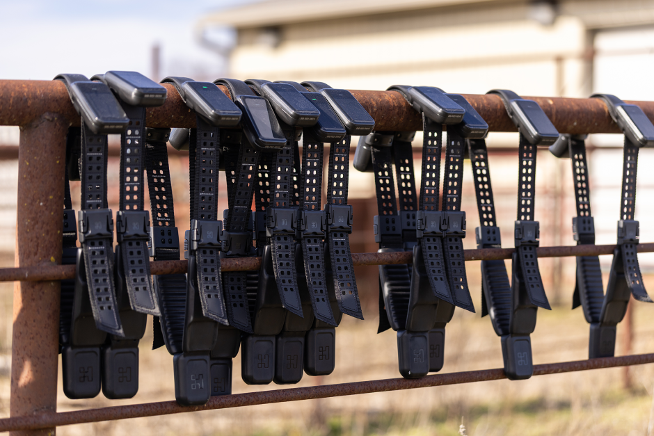 Virtual fencing collars.