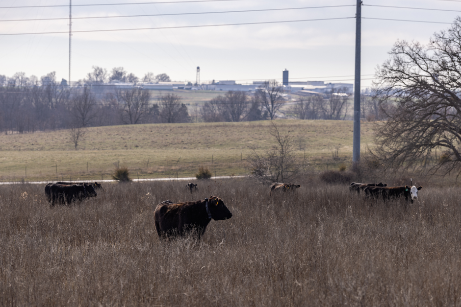 Cattle wearing the virtual fencing collars.