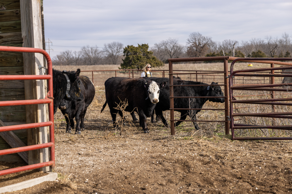 Cows wearing virtual fencing collars.