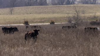 A cow wearing a virtual fence collar.
