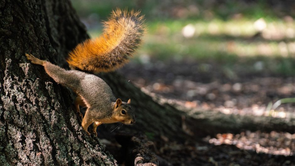 Squirrel runs down tree