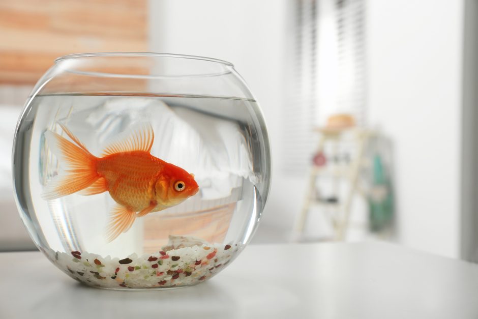 Beautiful bright small goldfish in round glass aquarium on table indoors.