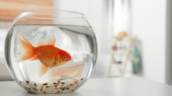 Beautiful bright small goldfish in round glass aquarium on table indoors.