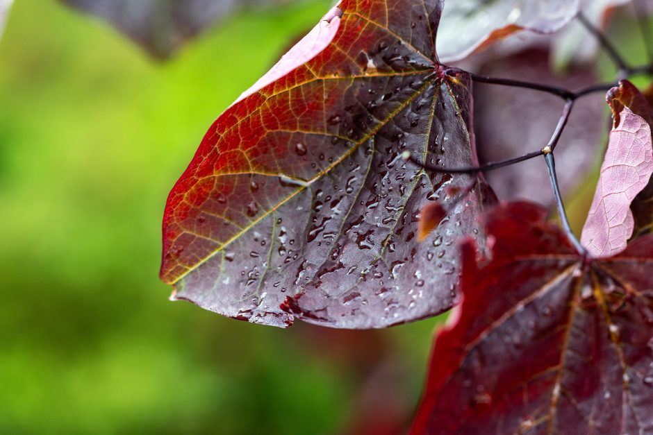 Plant leaf with water droplets on it