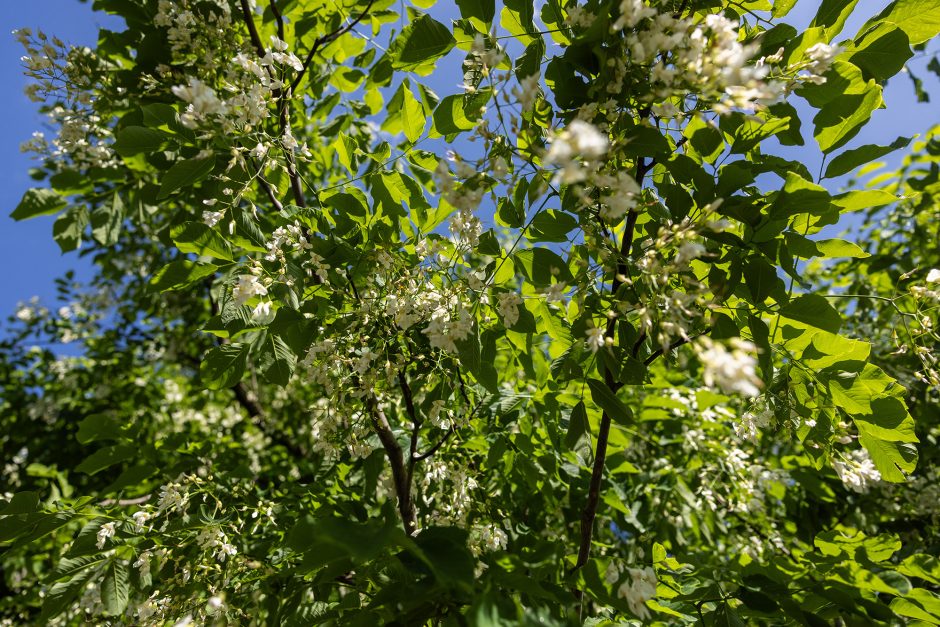 Flowering tree limbs